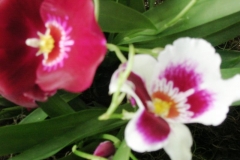 orchidshow5022506